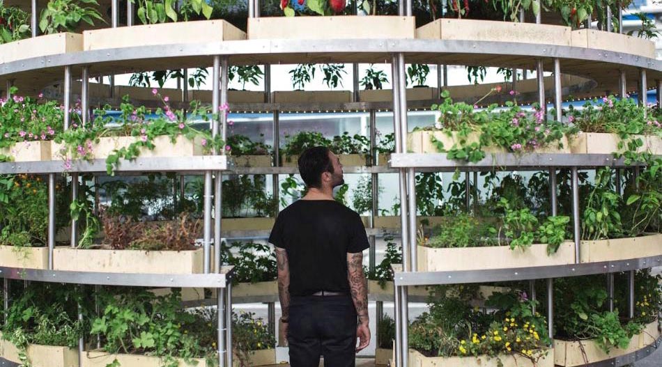 Growroom 1 Alona Vibe Munchies Fest feat