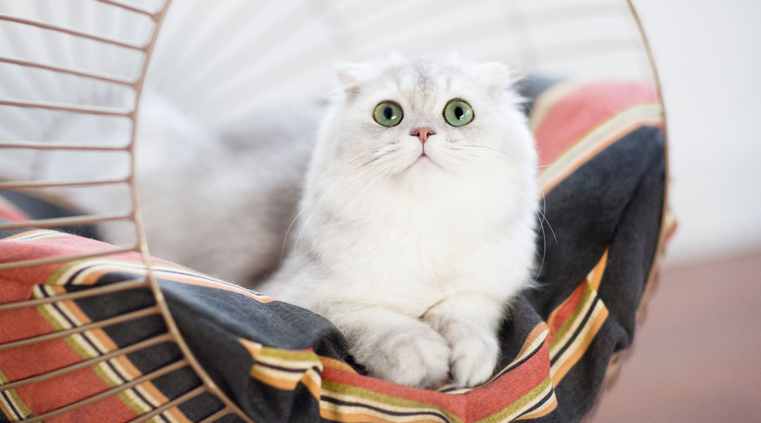 pet Bed, ped beds, meow house, bow house, meowhouse.ph, bowhouse.ph