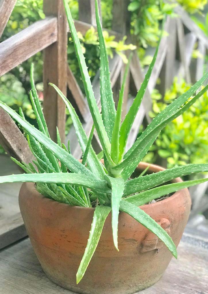 BluPrint-succulents-aloe vera