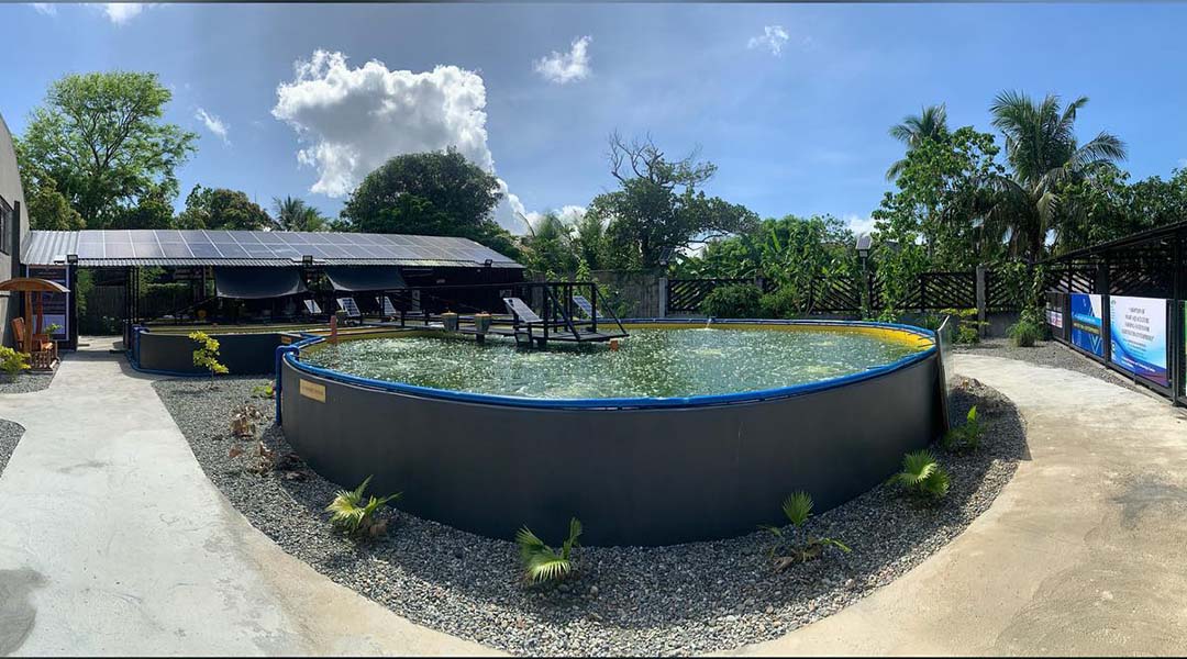A large round fish pond