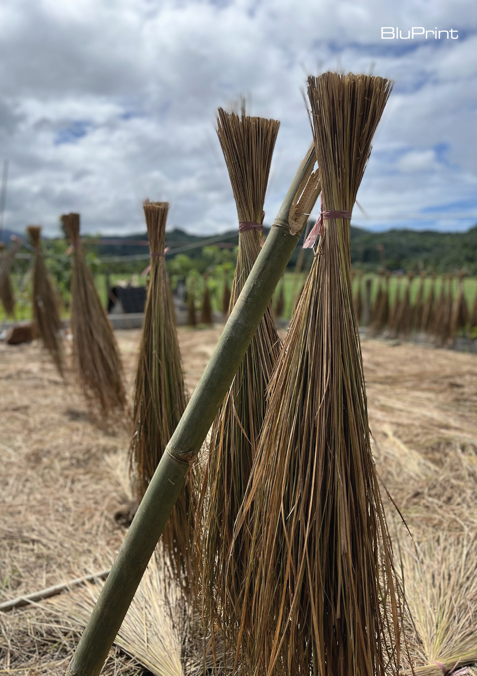 Cogon grass drying process
