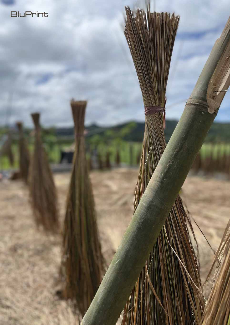 Cogon grass drying process