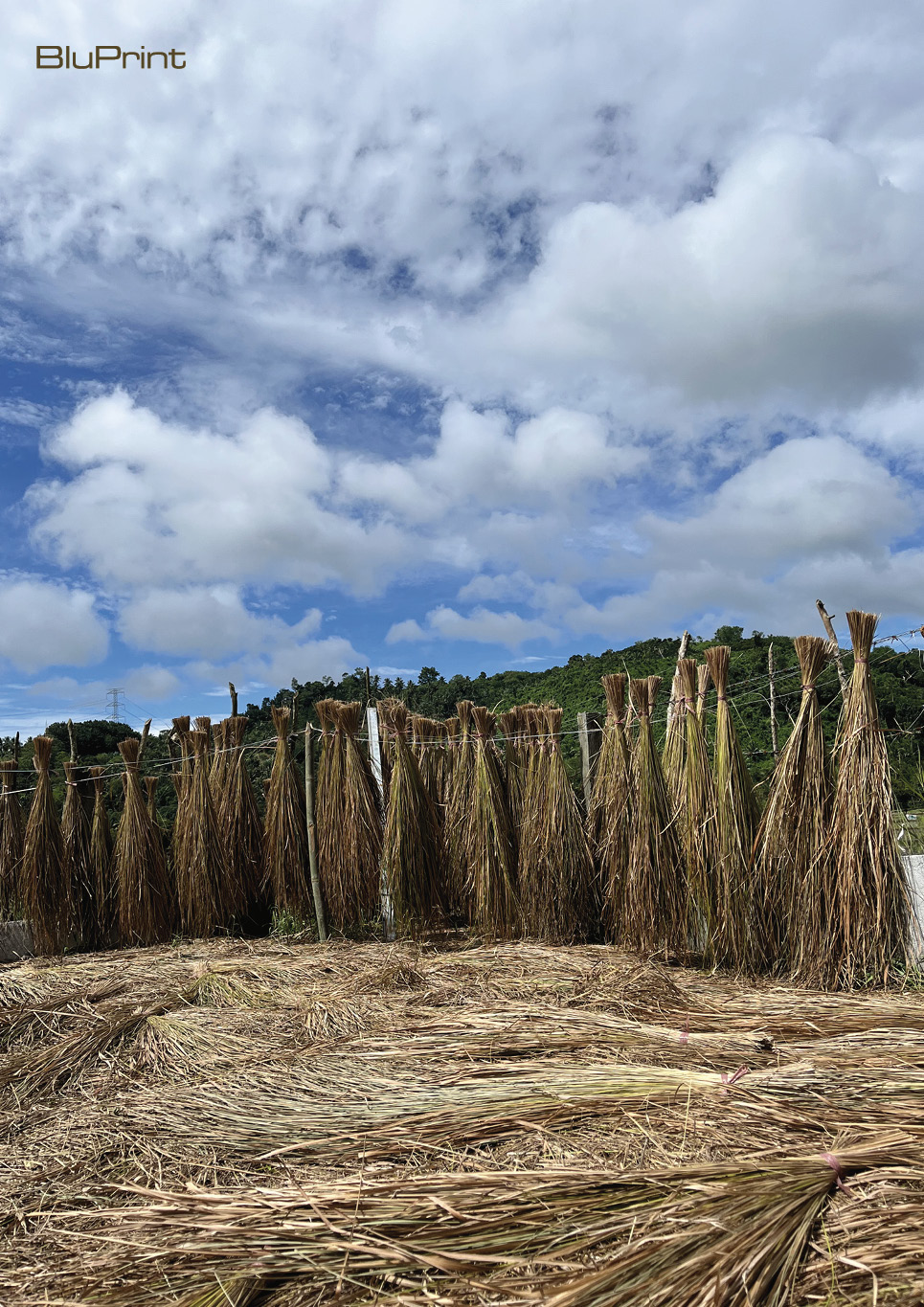 Cogon grass drying process