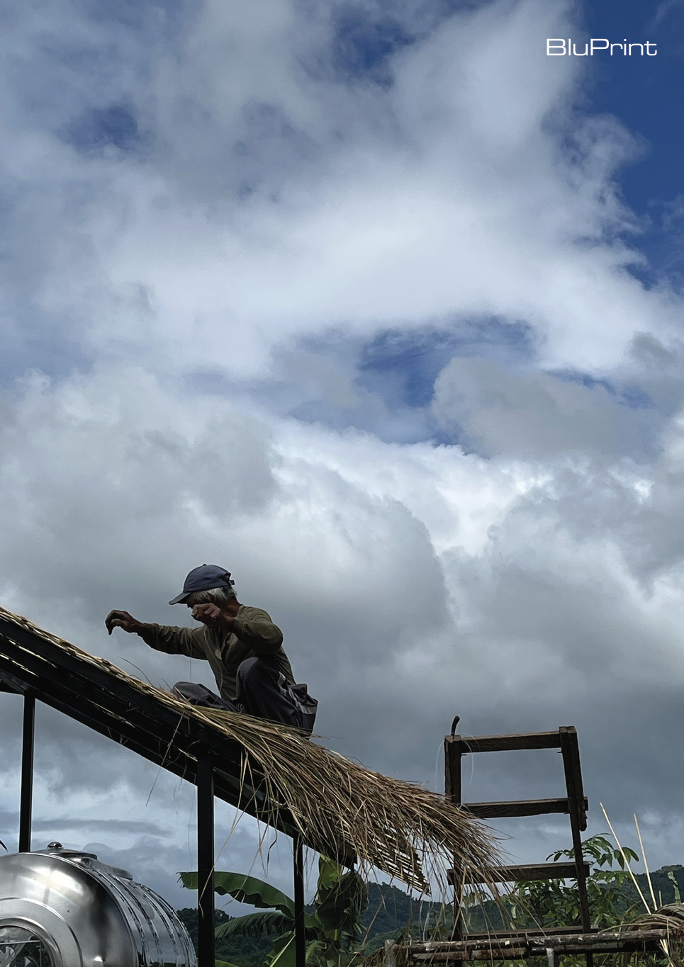 Cogon grass drying process