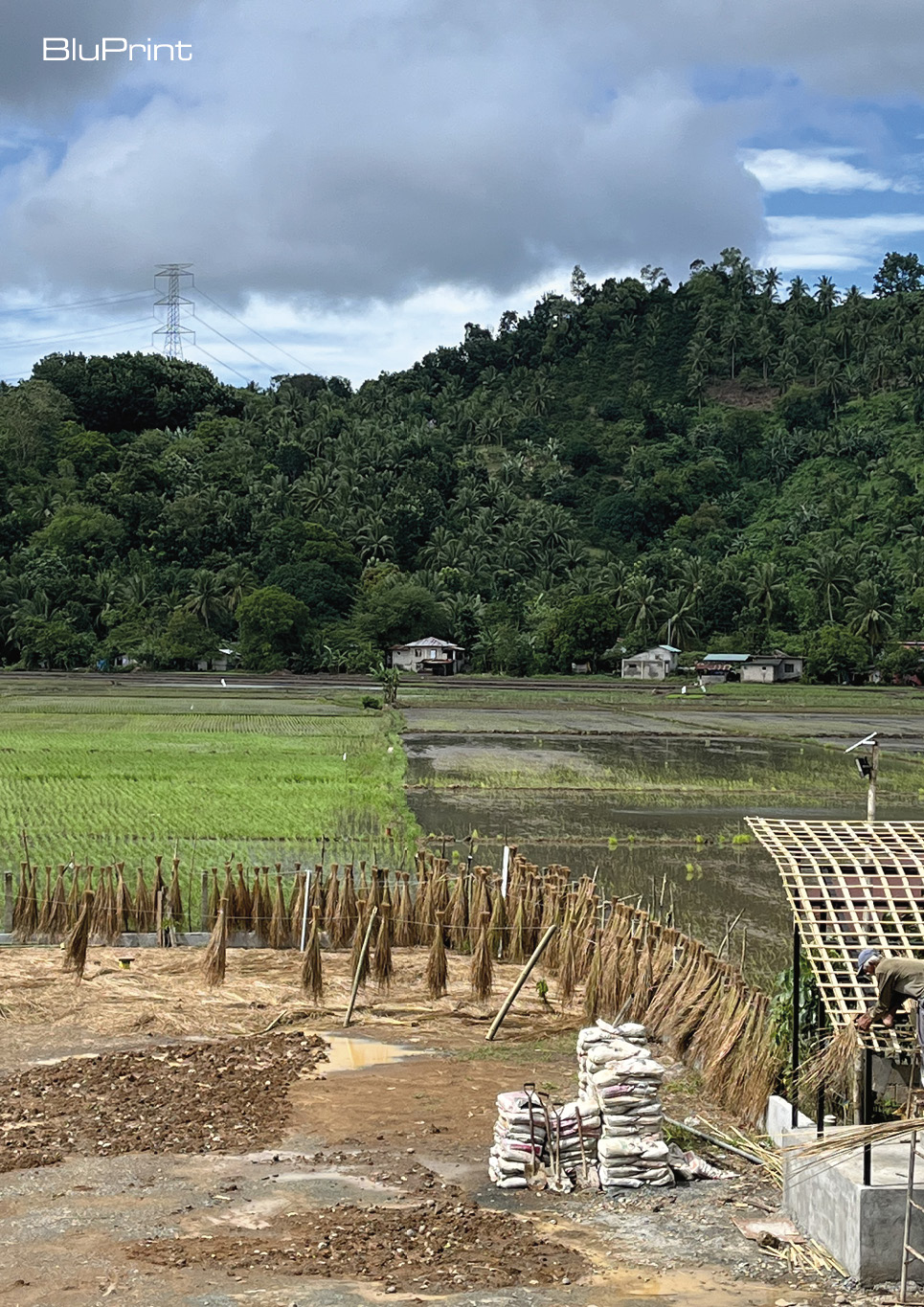 Cogon grass drying process