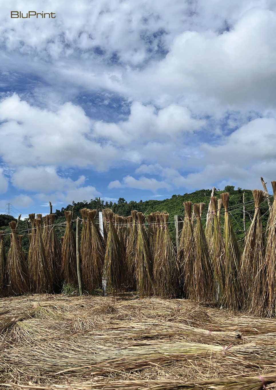 Cogon grass drying process