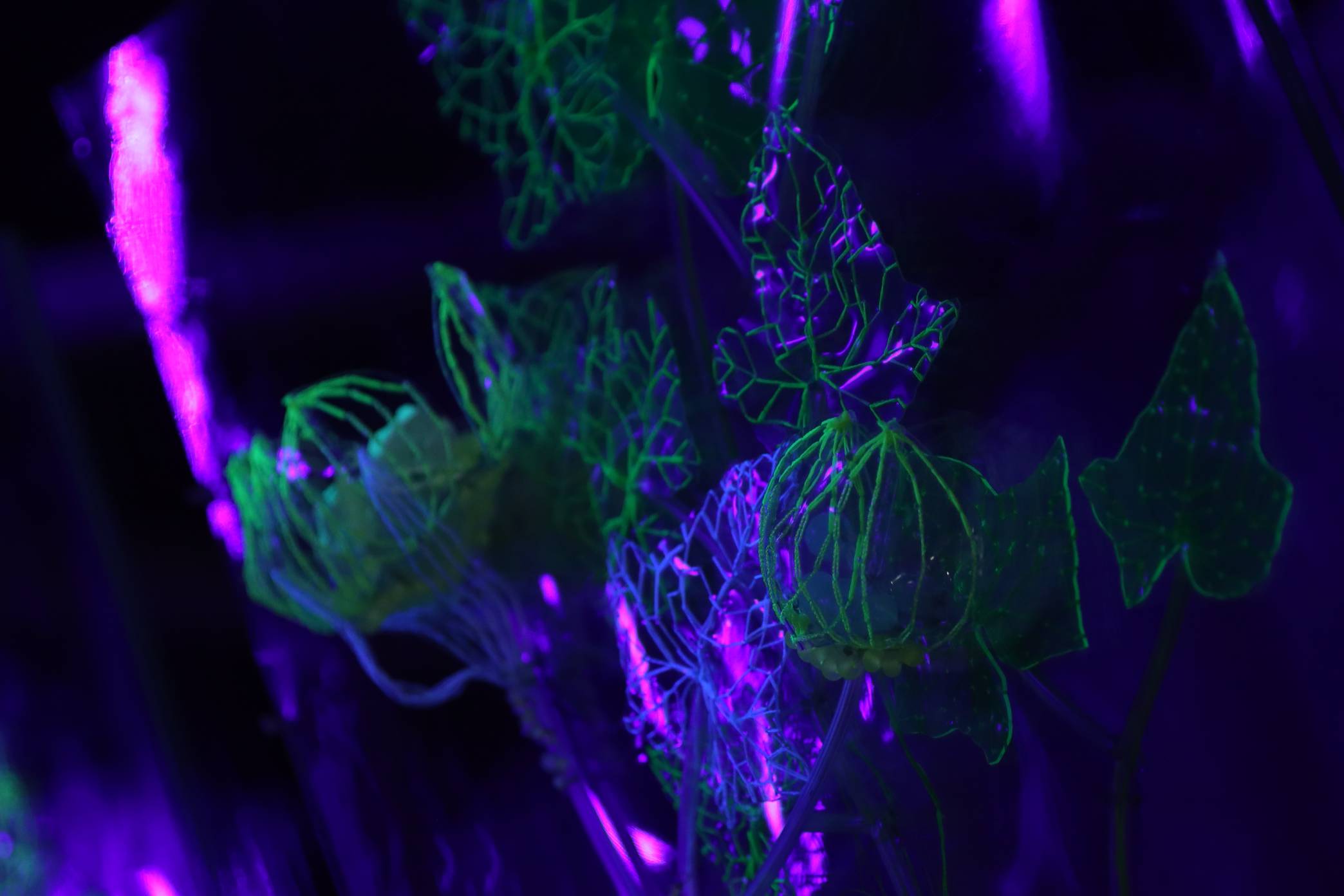 Andreea Medar's "Leftover From The Future."