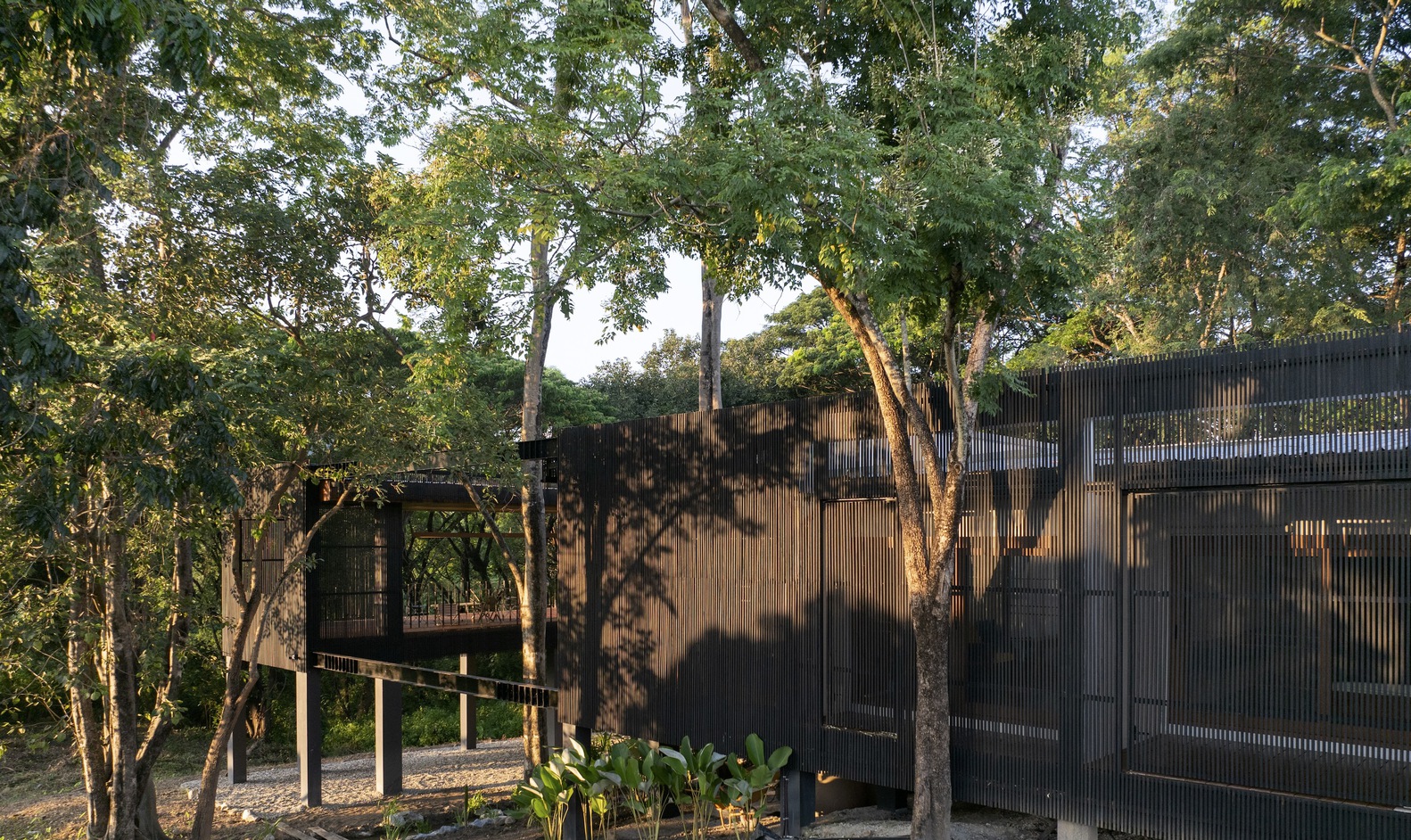 Tree house as seen from the morning light. Photo by Rungkit Charoenwat.