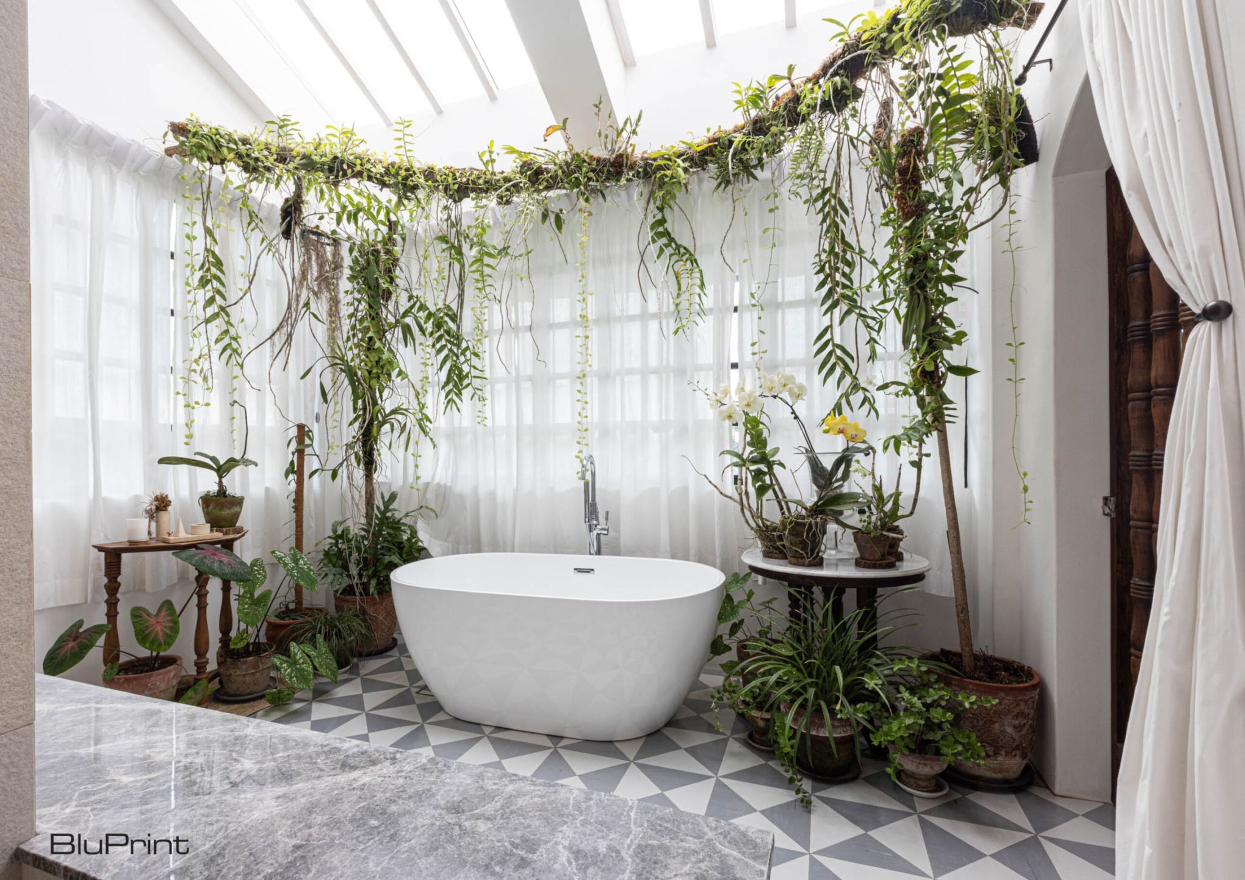 Indoor Climbing Vines: Your Ultimate Guide to Growing an Indoor Jungle.