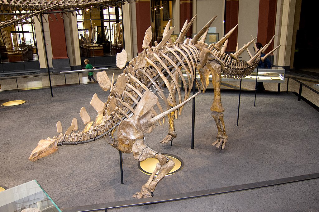 A photograph of a stegosaurus skeleton in Berlin. Photo by Thomas Quine. Source: Wikimedia Commons.