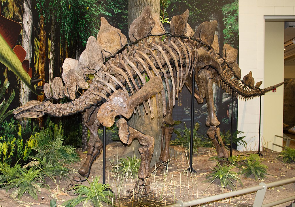 A stegosaurus dinosaur fossil shown in Carnegie Museum of Natural History, Pittsburgh. Photo by Perry Quan. Source: Wikimedia Commons.