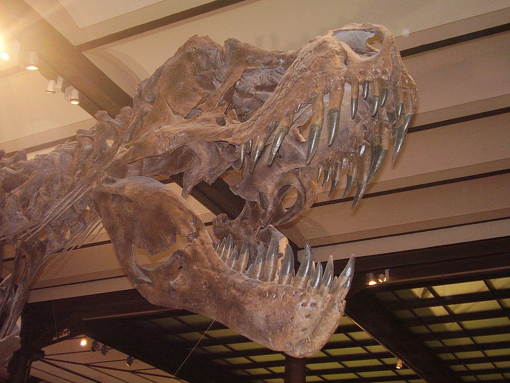 Close-up of Stan the T.rex's skull. Photo by Vladimír Socha. Source: Wikimedia Commons.