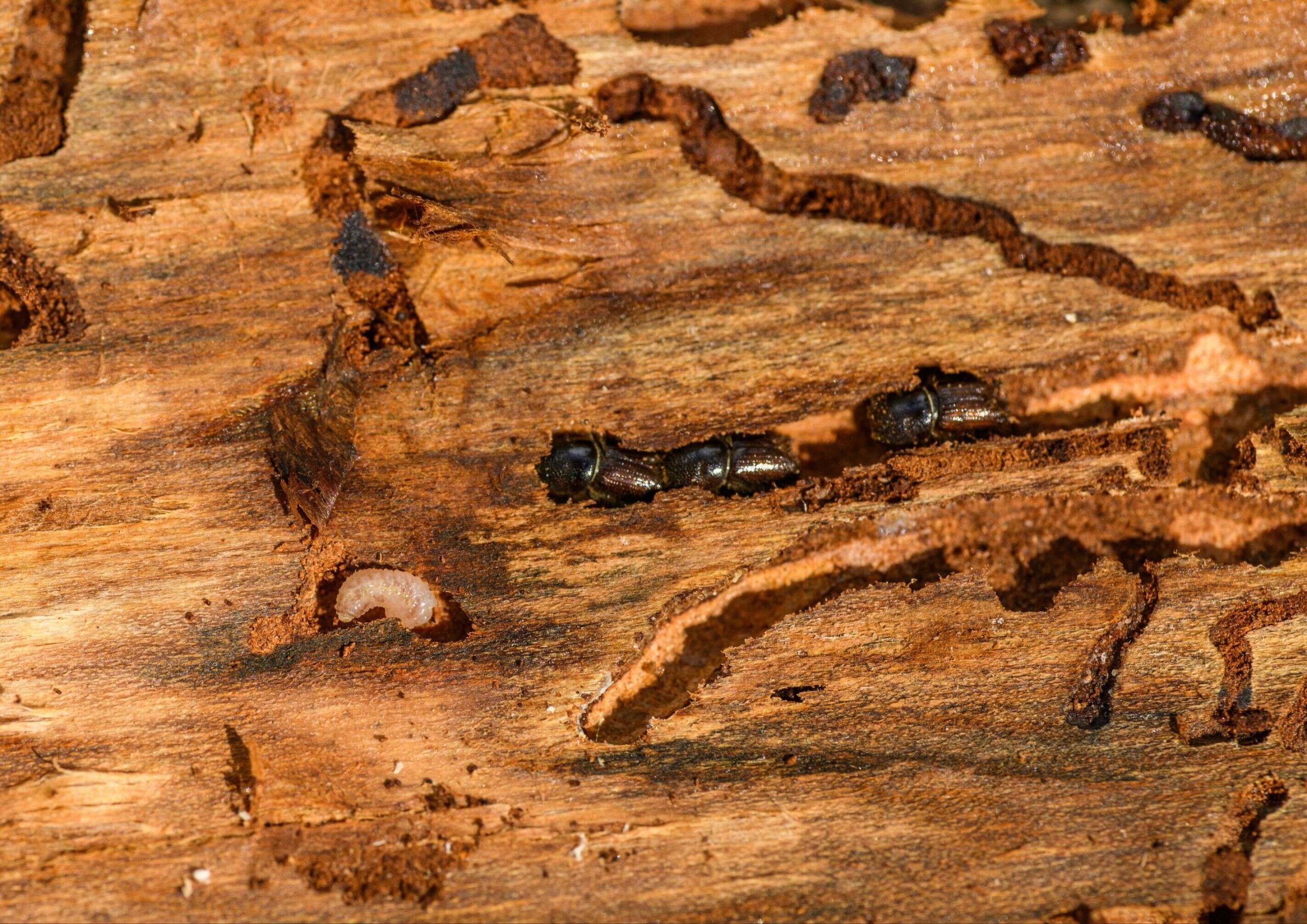 Crucial Structural Problems Every Homeowner Should Quickly Address.