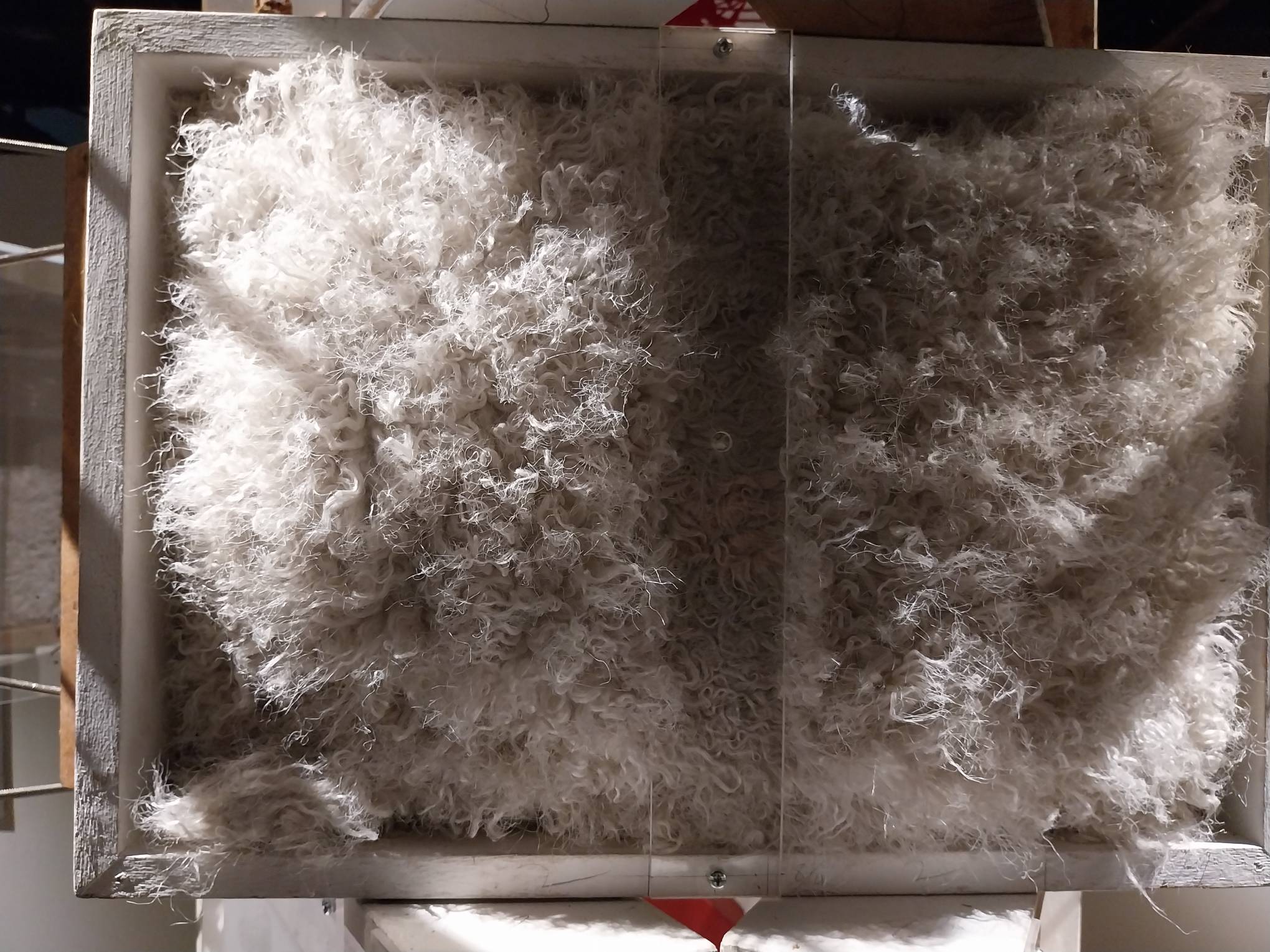 Fluffy cotton in "Lodi."