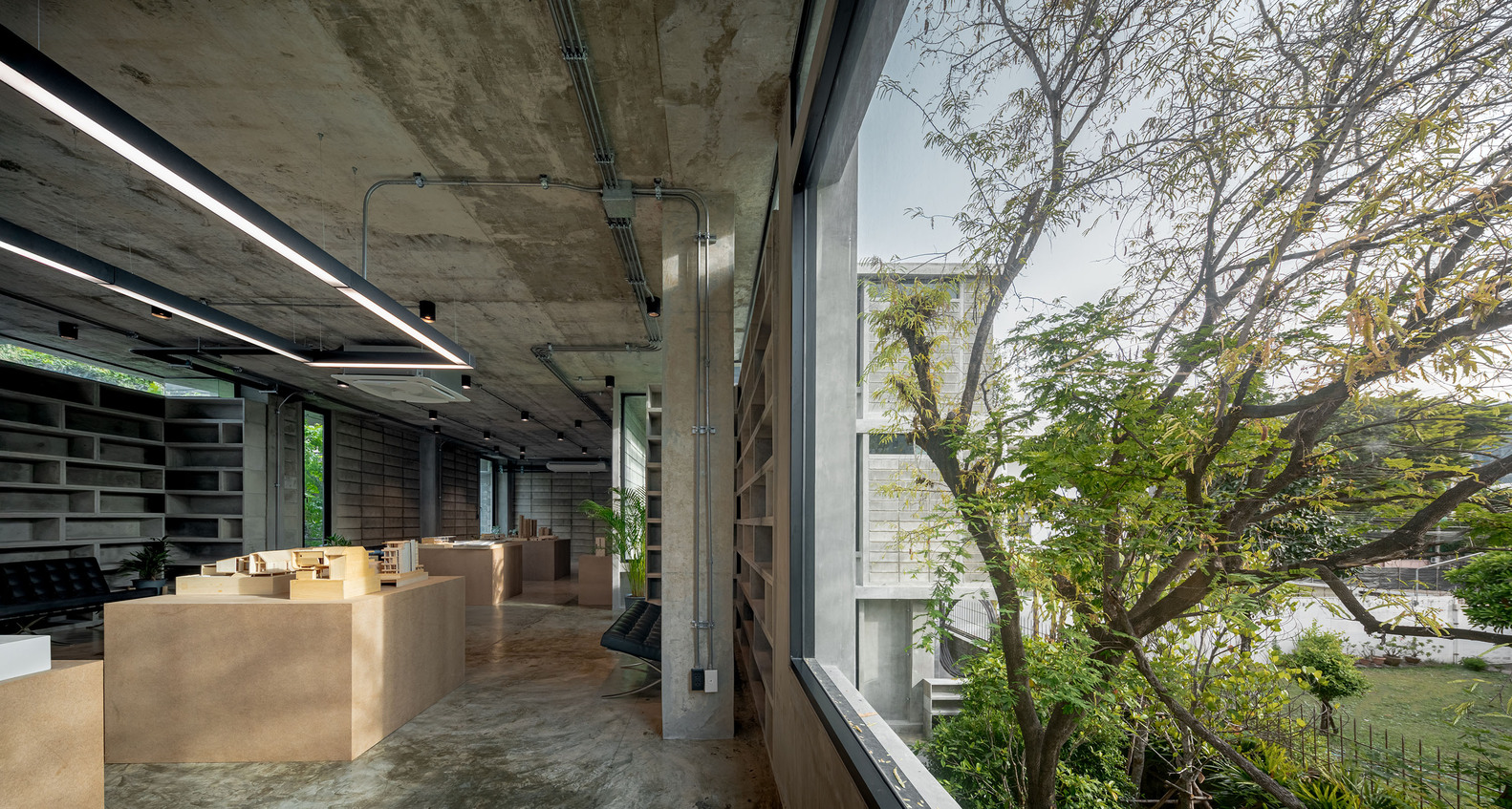 The tamarind tree next to the window of the building. Photo by Witsawarut Kekinna.