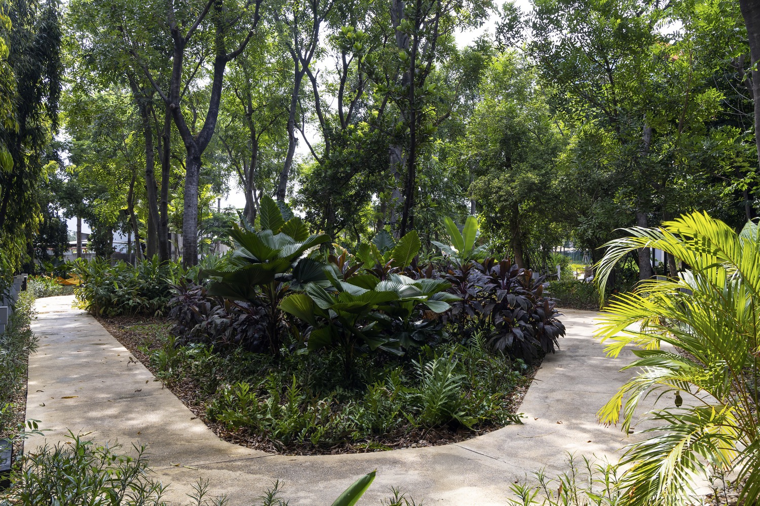 A tree-filled nature trail. Photo by Trieu Chien.