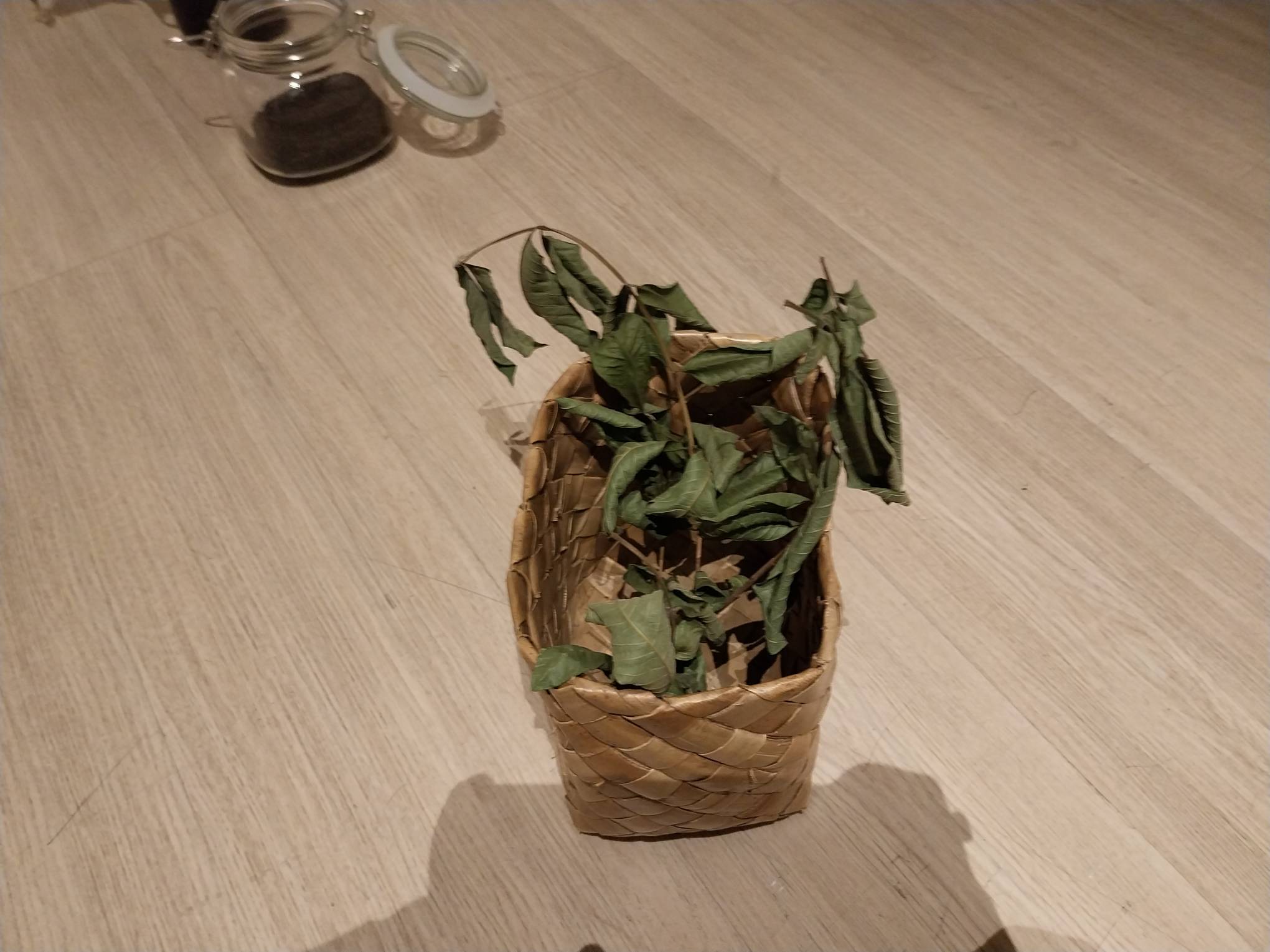 Plant leaves in a basket. Photo by Elle Yap.