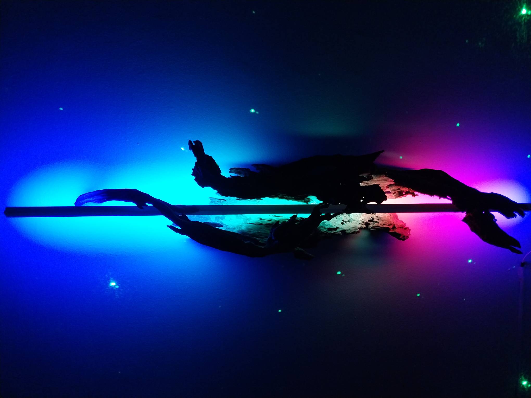 Tree branches and light. Photo by Elle Yap.