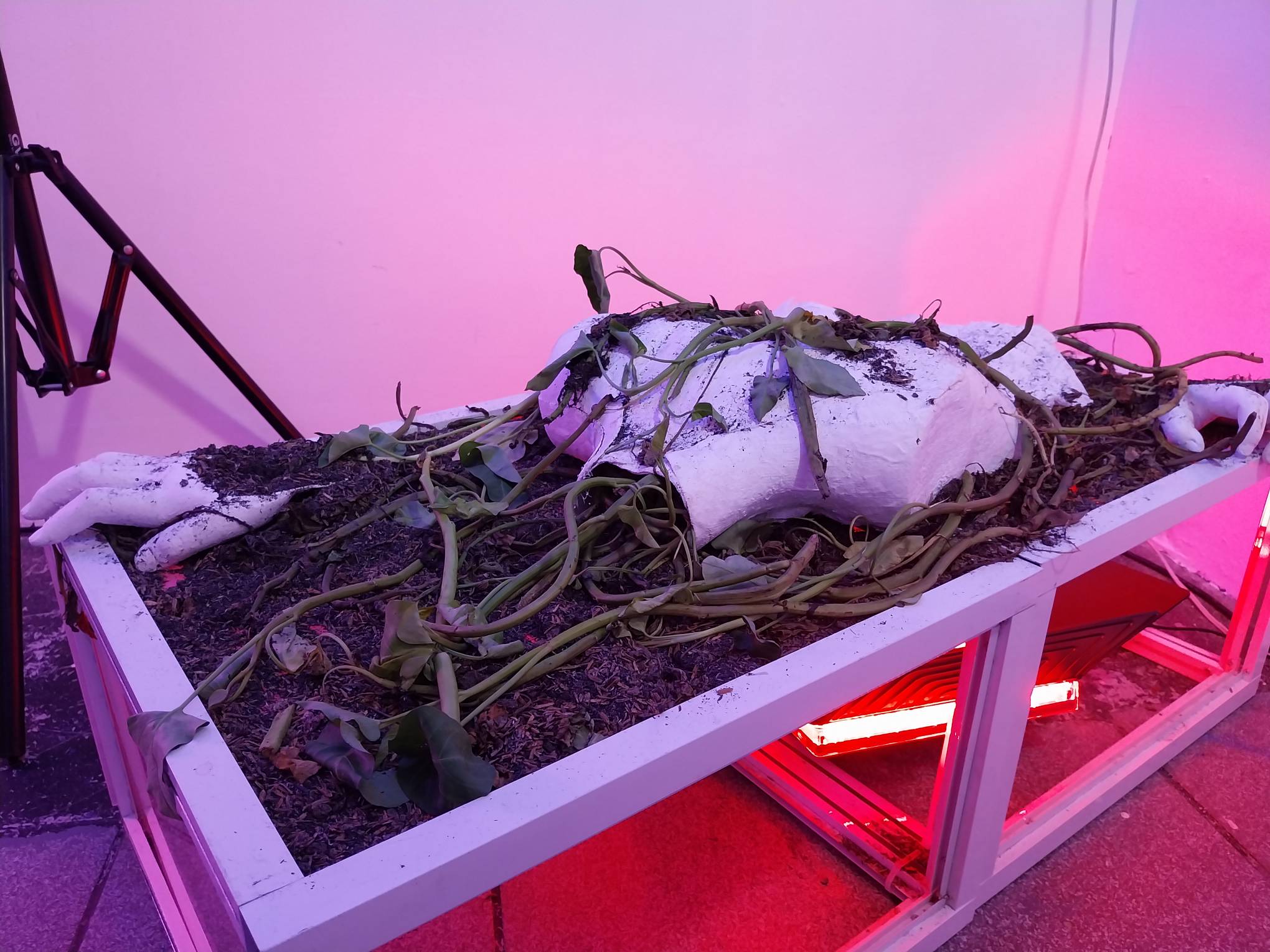 "Cycle of Decay" for climate change-focused exhibit "bioSignals."