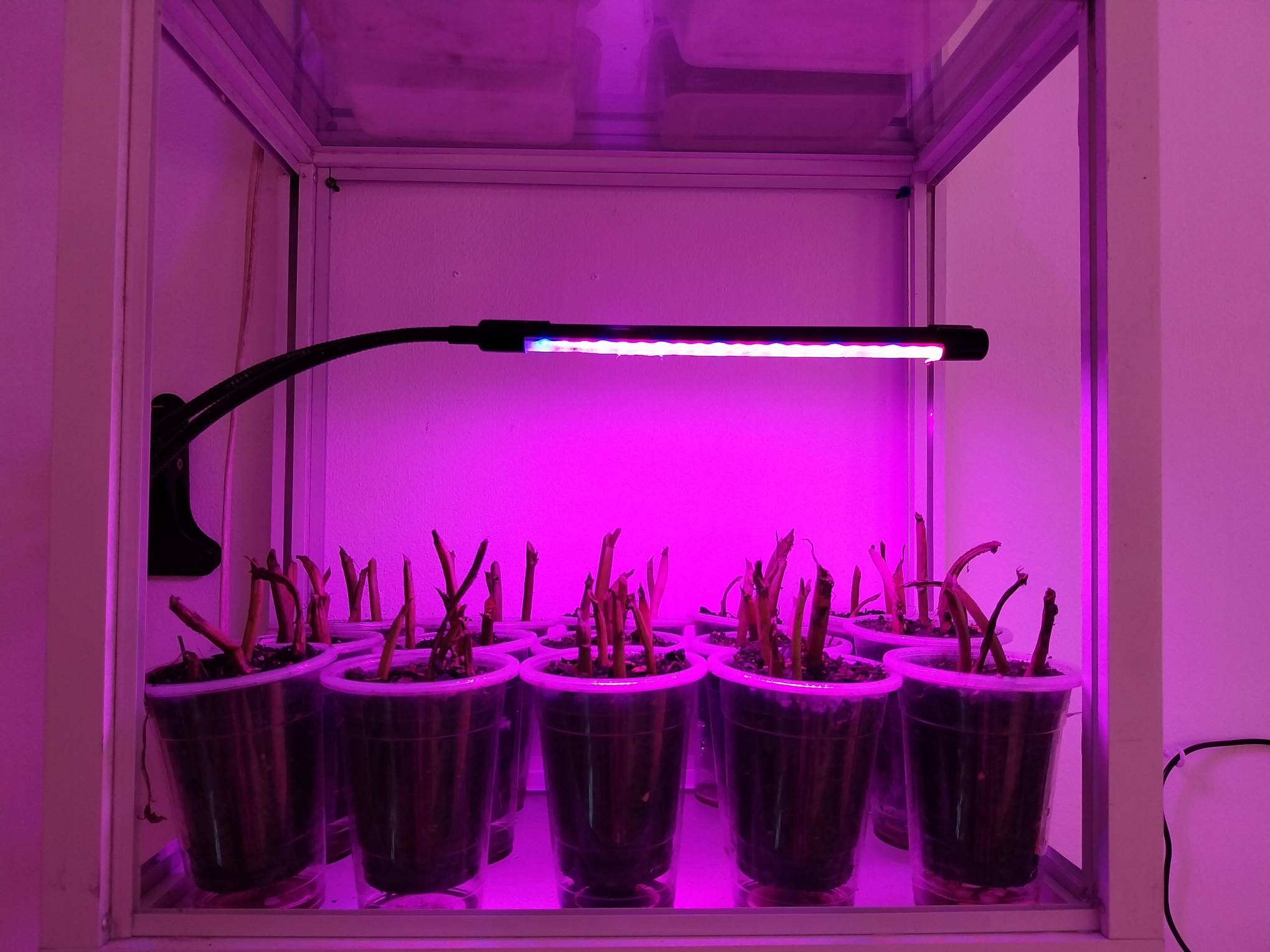 Sprouts of kangkong in plastic cups.