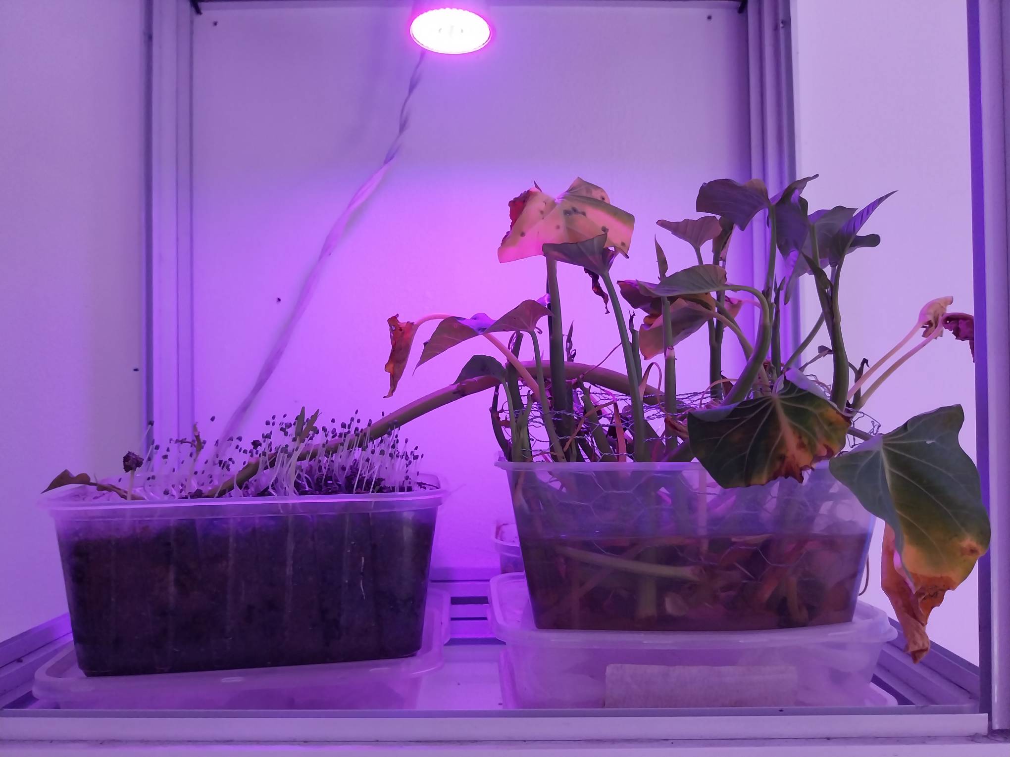 Plants of kangkong in Tupperware cases.
