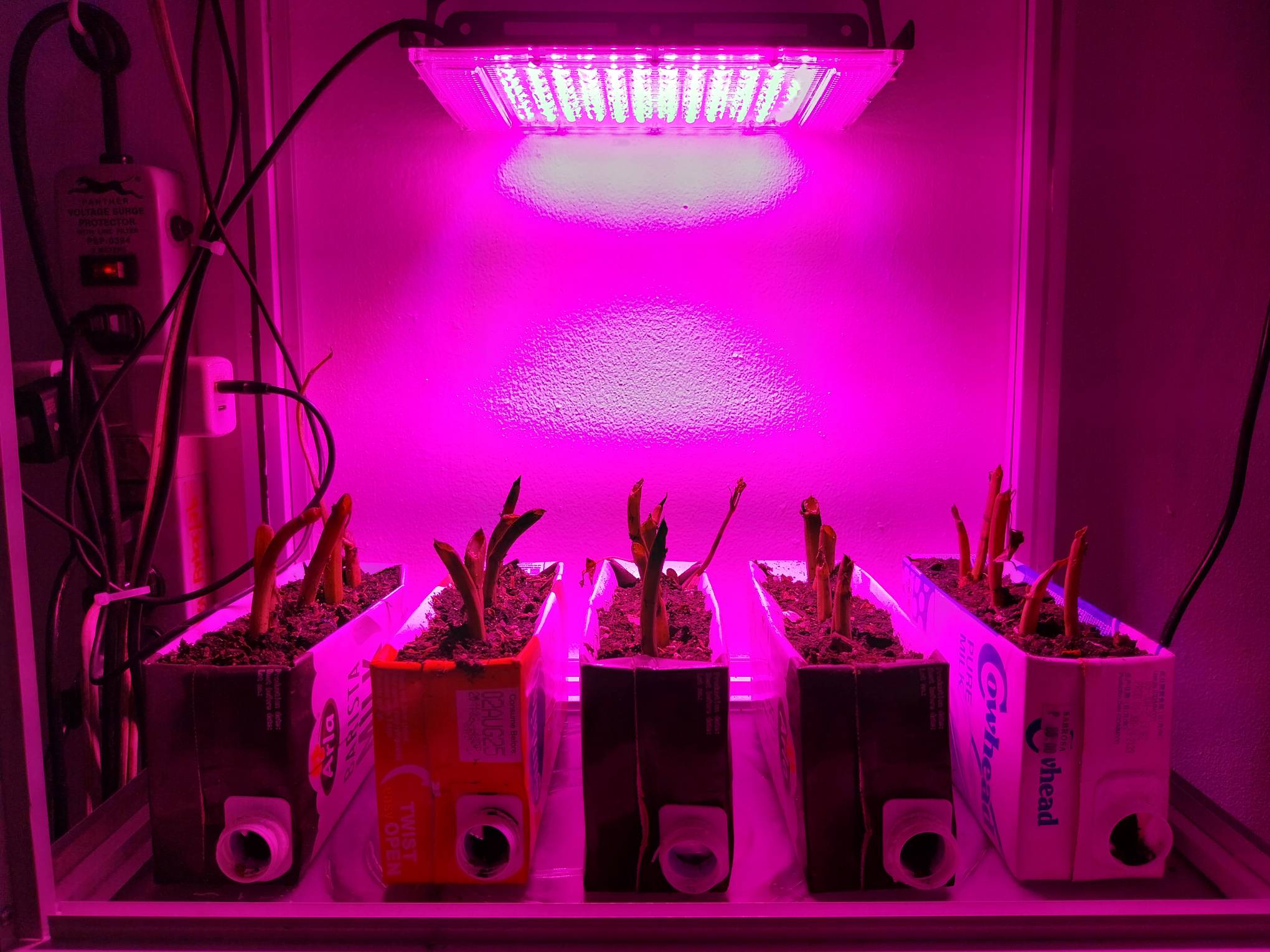 Plants of kangkong in milk cartons.