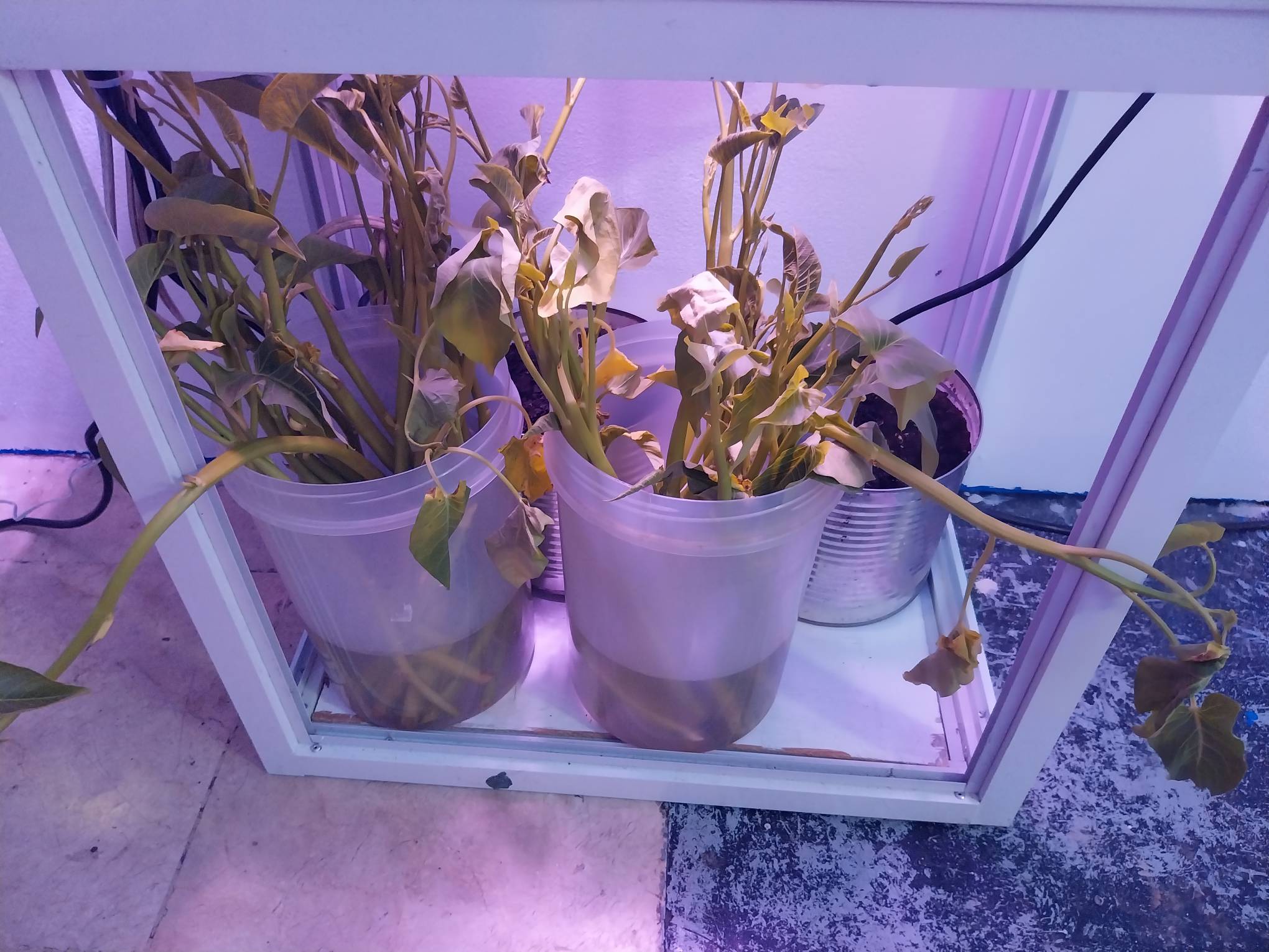 Plastic basins containing plants.