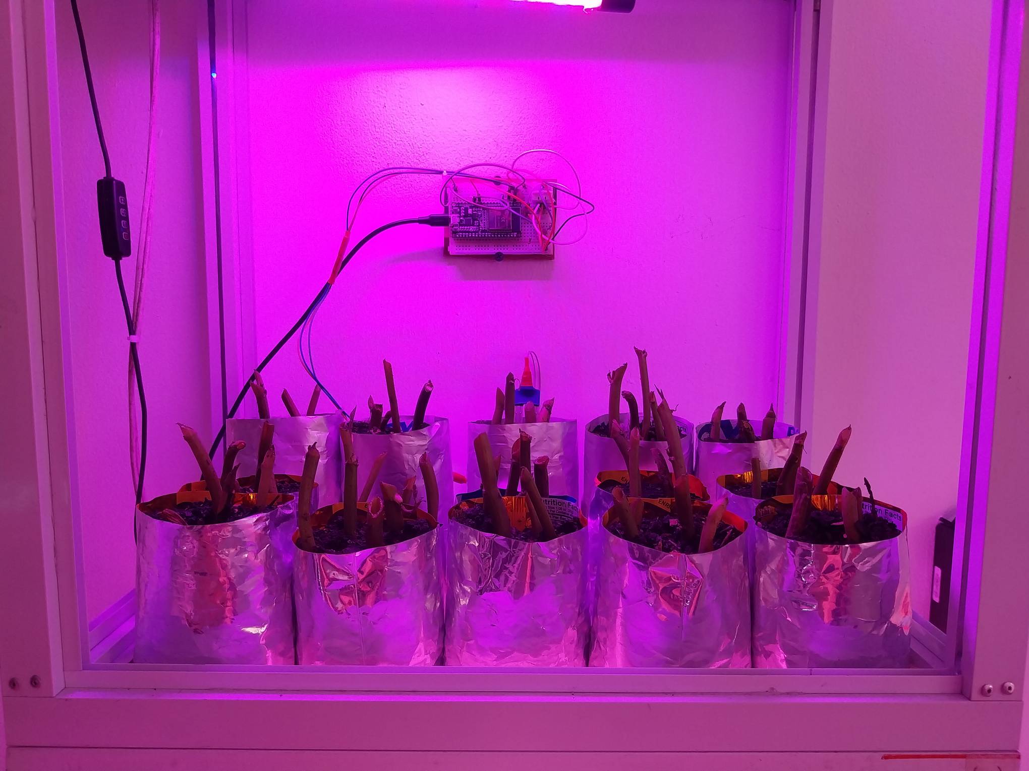 Sprouts of kangkong in tin foils.