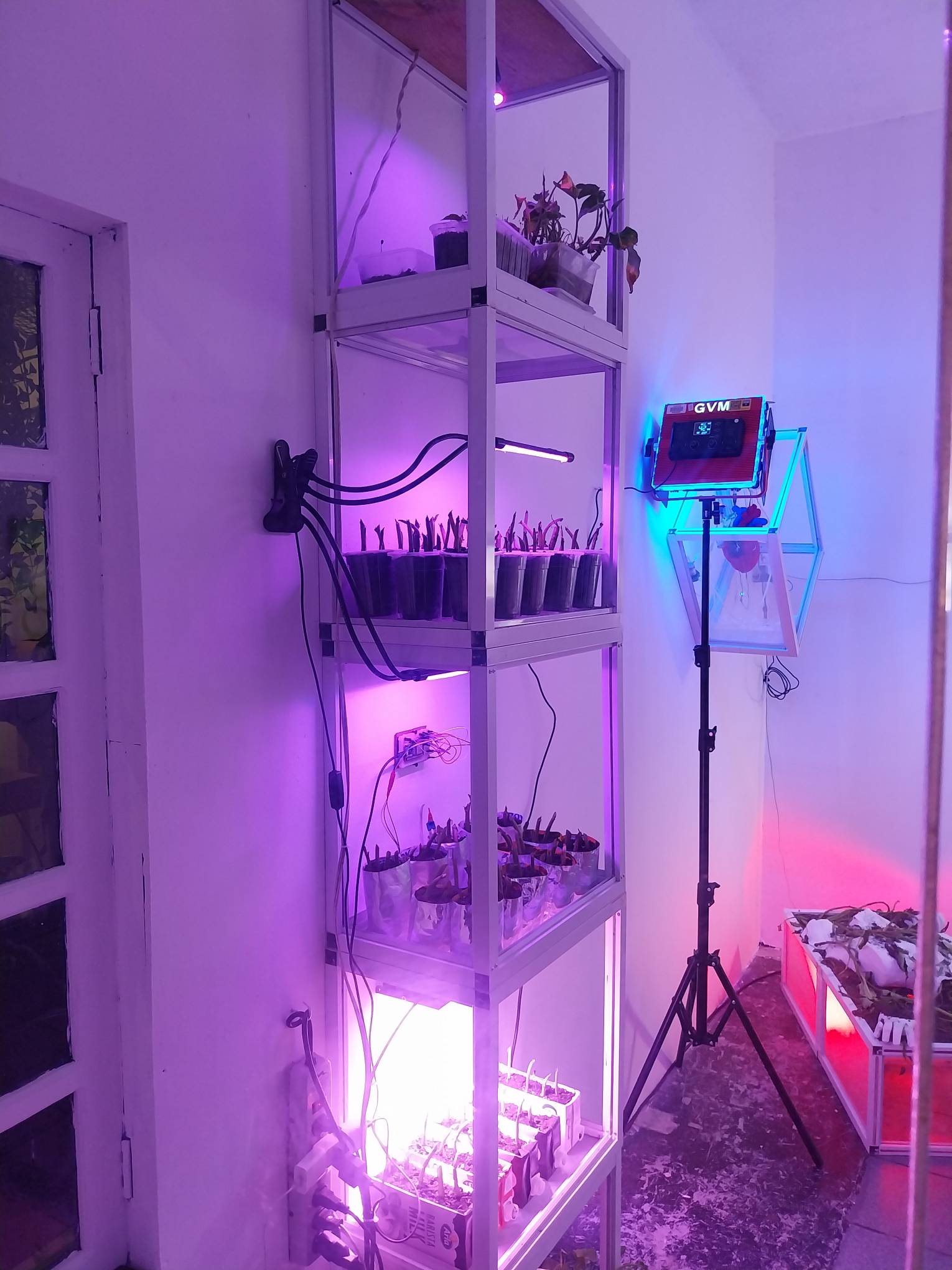 Shelves with kangkong being cultivated. 