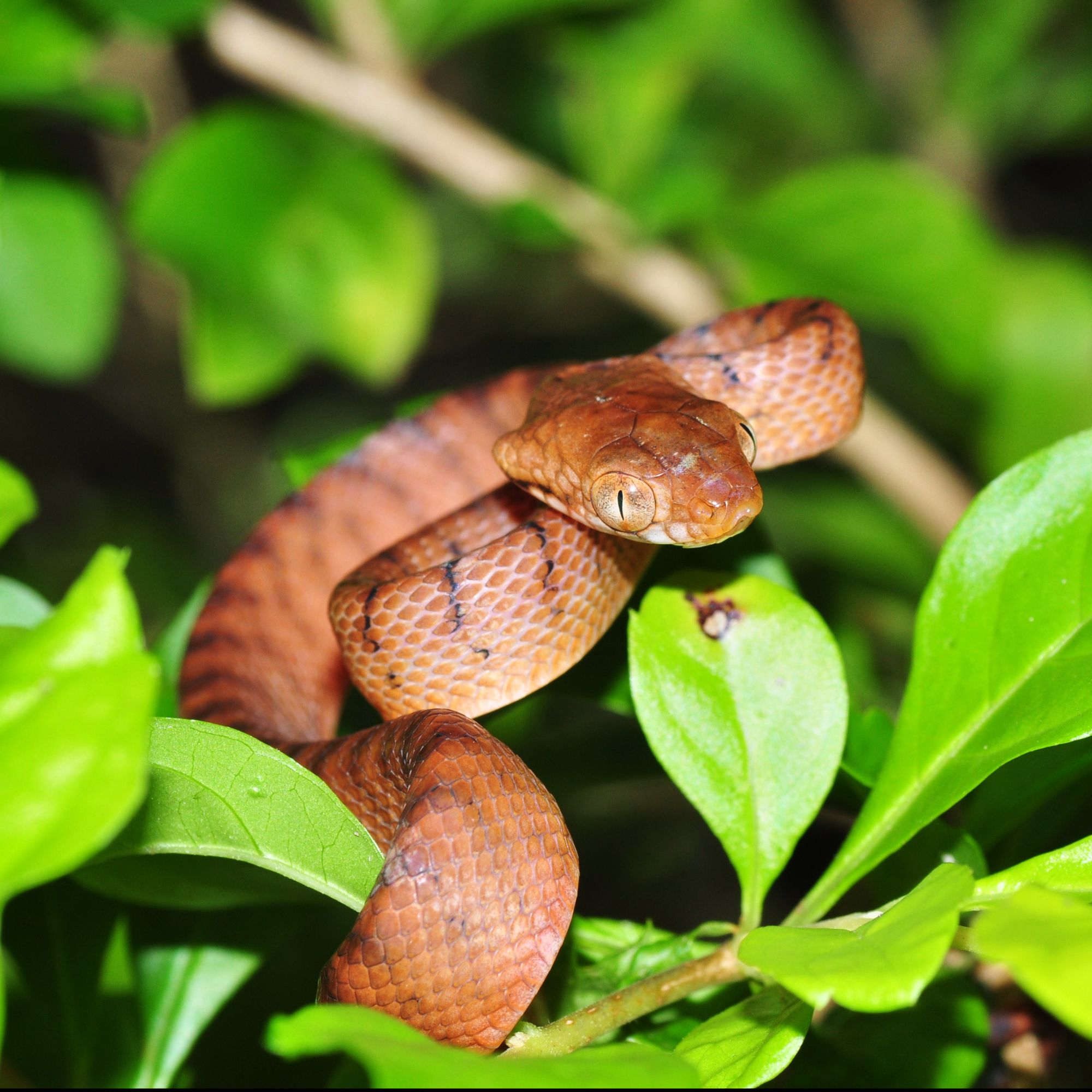 Feng Shui Tips to Boost Your Home’s Energy This 2025 Wood Snake Lunar New Year.