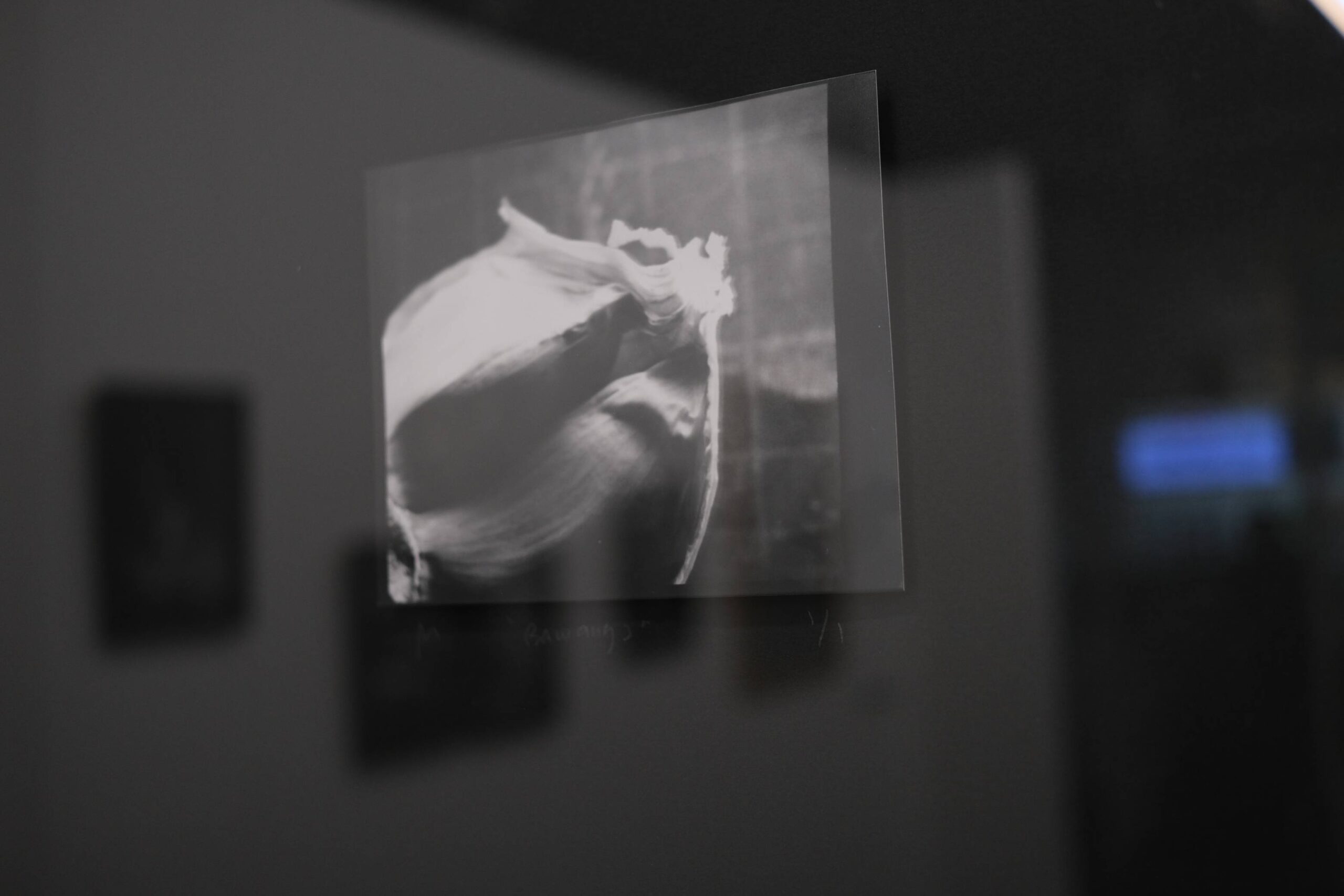 Work by Ed Simon for "Capture and Release." Photo by Ed Simon.