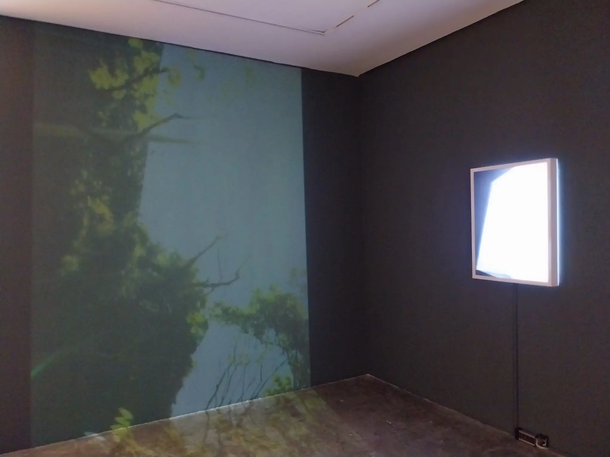 For our contemporary art roundup, a projection of plant life in Rhaz Oriente's "parallax, a trace."